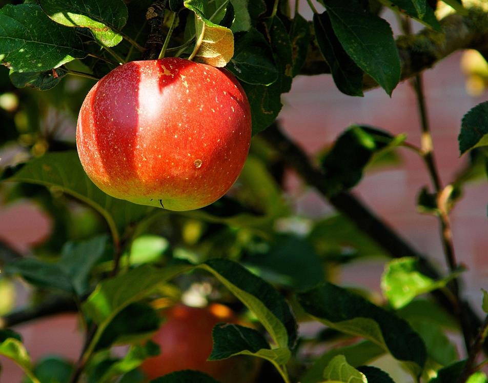 apple